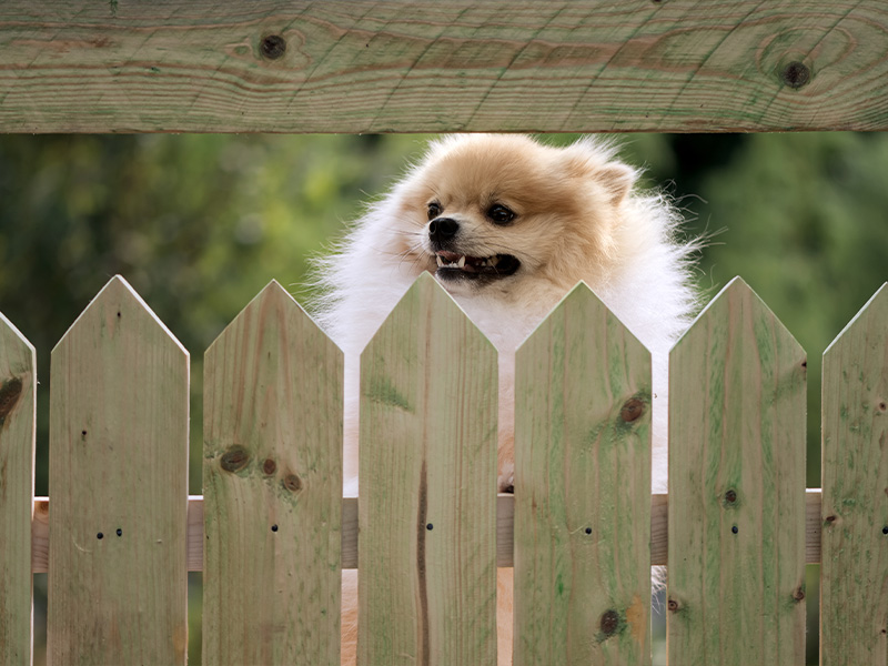 Wood Pet Fencing in South Jersey